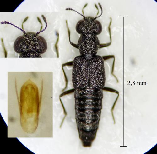 Réf. 310 493 : Stenus pusillus